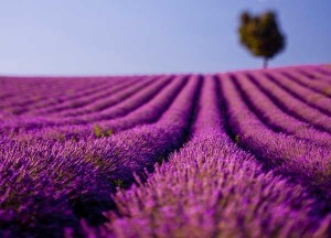 Campo de lavandas en flor