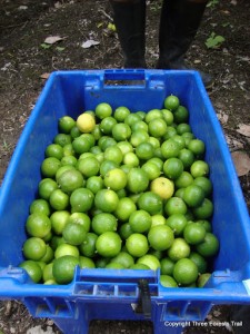 Mini cosecha de limones