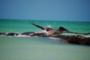 Pelícanos en pleno vuelo. Holbox